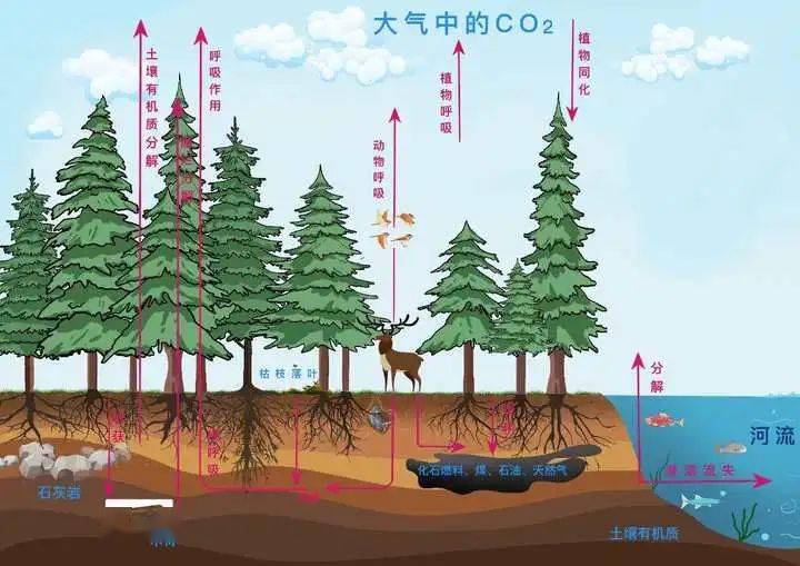 森林碳汇.jpeg